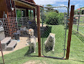 Pet boarding services Donna The Dog Lady in Bishop in California