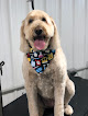 Pet boarding services Doodle Doo’s Groom & Board, Llc in Winchester in KY