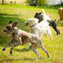 Pet boarding services Double Dog Ranch Oregon in Rainier in Oregon