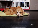 Pet boarding services Downtown Dog Lounge in Seattle in WA
