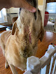 Pet boarding services Downtown Dog Resort & Spa in Baltimore in Maryland