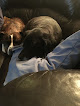 Pet boarding services Downtown Dog in Jasper in Indiana