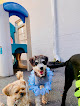Pet boarding services Downtown Doggie Center in St. Petersburg in Pinellas