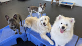 Pet boarding services Downtown Dogs in Palo Alto in California