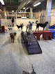 Pet boarding services Downtown Hound in Omaha in Nebraska