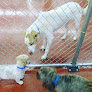 Pet boarding services Dr. Boyd's Veterinary Resort in Rockville in Maryland