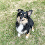 Pet boarding services Dreamcatcher Kennel in Marion in Indiana