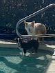 Pet boarding services Driftwood Kennels in Nokomis in FL