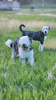 Pet boarding services Drover's Ridge in Custer in South Dakota