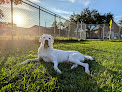 Pet boarding services Duval Dogs Daycare And Boarding in Jacksonville in Duval