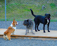 Pet boarding services Eagle Caves Pet Resort Llc in The Dalles in Oregon