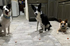 Pet boarding services East Valley K9 Services Llc in Mesa in Mesa, AZ