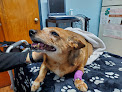 Pet boarding services Eastland Animal Clinic in Lexington in Kentucky