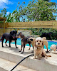 Pet boarding services Edgar Grooming & Resort Canino in Aguadilla in Puerto Rico