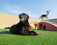 Pet boarding services Elaine's Pet Resorts in Madera in CA