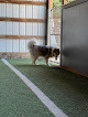 Pet boarding services Elegant Dog Daycare in Hillsboro in Oregon