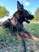 Pet boarding services Elite K9 Service in Plant City in Hillsborough