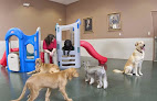 Pet boarding services Elite Suites Pet Resort - Southlake in Southlake in TX