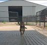 Pet boarding services Ellie's Critter Corral in Jefferson City in Cole