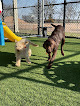 Pet boarding services Ellis County Pet Resort in Waxahachie in Ellis