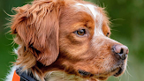Pet boarding services Epagneul Breton De Broughton in Clearwater in MN