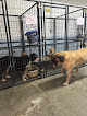 Pet boarding services Euchee Creek Dog Boarding in Grovetown in GA