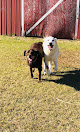Pet boarding services Eureka Farms Pet Resort in Sylvania in Screven