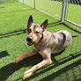Pet boarding services Every Doggie Has Its Daycare in Peoria in Peoria, AZ
