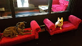 Pet boarding services Executive Dog Lounge in Jersey City in NJ