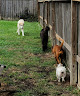 Pet boarding services Faithful Companions Pet Grooming And Boarding in Livingston in Louisiana