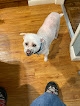 Pet boarding services Family Pet Hospital in Topeka in Kansas
