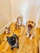 Pet boarding services Fang's Furry Friends in Brooklyn in Brooklyn