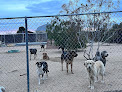 Pet boarding services Felines And Fidos All Suite Boarding in Apple Valley in CA