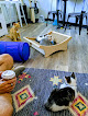 Pet boarding services Felius Cat Cafe & Rescue in Omaha in Nebraska