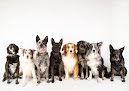 Pet boarding services Fetch Daycare And Overnight in Salt Lake City in Utah
