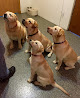 Pet boarding services Fetch Dog Resort in Indianapolis in Indiana