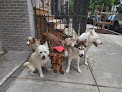 Pet boarding services Fido Playhouse in Brooklyn in Brooklyn