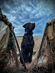 Pet boarding services Field Haven Kennels in Waverly in MN