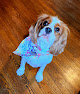 Pet boarding services Fine Whines & Lickers Grooming And Boarding Facility in Assaria in Kansas