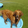 Pet boarding services Foothills Pet Resort in Phoenix in Arizona