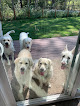 Pet boarding services Forest Acres Dog Stay in Sandpoint in Idaho