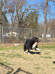 Pet boarding services Fort Campbell Dog Kennels in Clarksville in Montgomery