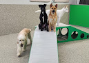 Pet boarding services Fort Fido in Puyallup in WA