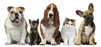 Pet boarding services Four Legged Friends Animal Hospital in Phoenix in Arizona