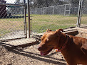 Pet boarding services Four Paws Dog Day Camp-kennel in Brooksville in Florida