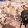 Pet boarding services Four Paws Doggie Daycare in Morrisville in Pennsylvania