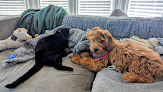 Pet boarding services Four Paws Hotel And Spa in Natick in MA