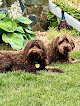Pet boarding services Four Paws Lodge in Alexandria in MN