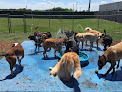 Pet boarding services Four Paws Only in Lakeland in FL