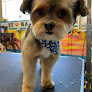 Pet boarding services Four Paws Pet Hotel in Los Banos in CA